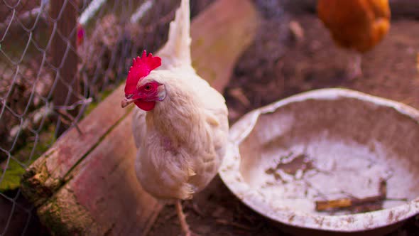 Close Up of Chicken Walking Near Fence in Paddock Outdoor