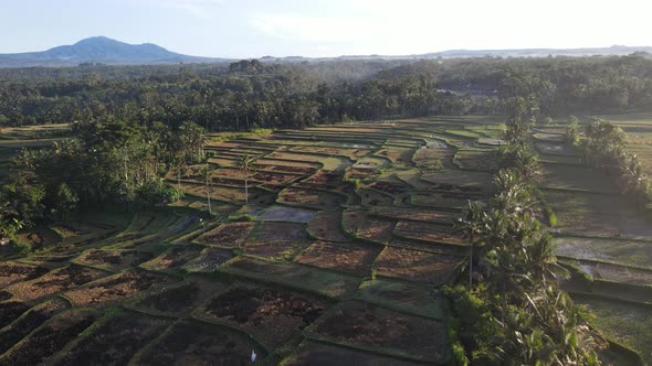 Aerial view of morning in rice field Bali in traditional village