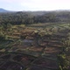 Aerial view of morning in rice field Bali in traditional village - VideoHive Item for Sale