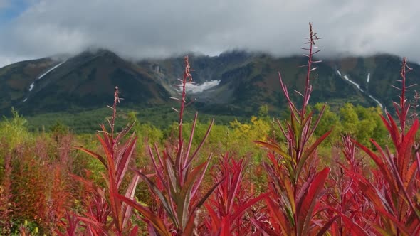 Blooming Willowherb Near Vachkazhets