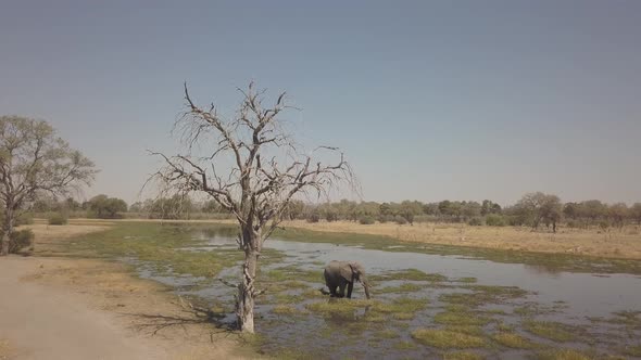 Drone view of an Elephant in a river in Botswana