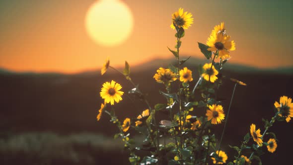 Wild Flowers on Hills at Sunset