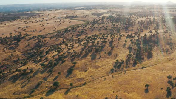 Aerial View Golden Rural Landscape Alentejo