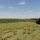 Aerial View of Apple Trees on an Orchard Farm - VideoHive Item for Sale