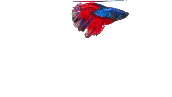 Siamese fighting fish (Betta splendens)