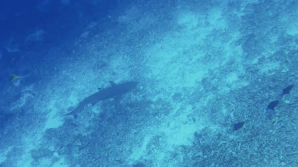 Blacktip Reef Shark Swimming in a Current with Plankton