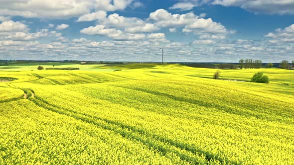 Amazing yellow rape fields and wind turbine in countryside.