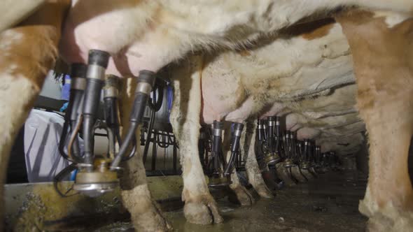 Cow milking parlor and farmer.