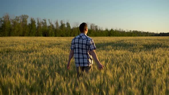 A Young Man in a Shirt Is Walking on a Green Wheat Field. A Man Walks and Touches the Ears of Wheat