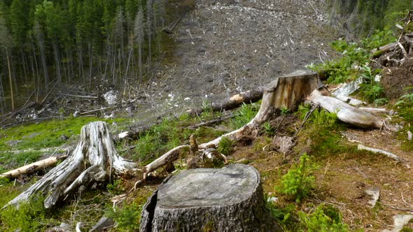 Felled Forest in the Mountains
