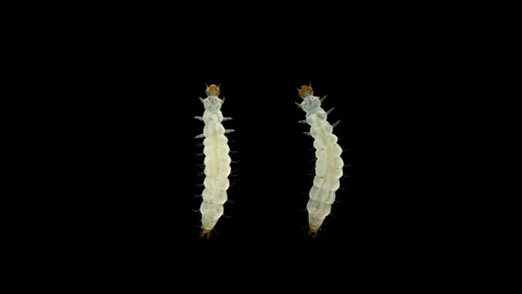 Beetle Larva Pest Cryptolestes Sp