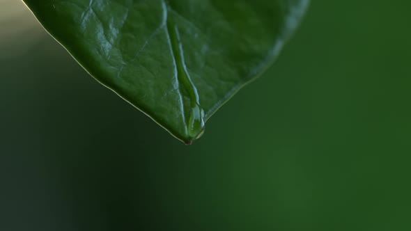 Water Drops on a Leaf 111