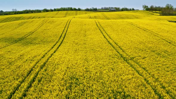 White wind turbine and green rape fields from above, Poland