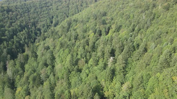 Trees in the Mountains Slow Motion. Aerial View of the Carpathian Mountains in Autumn. Ukraine