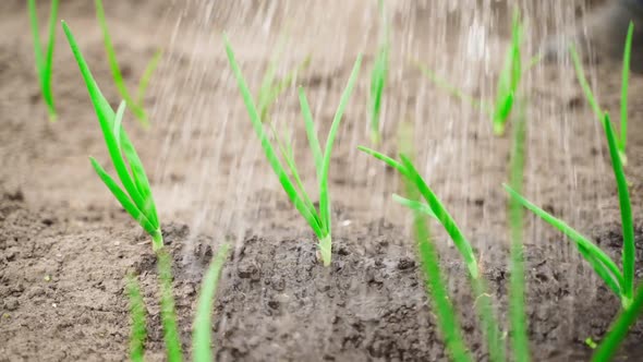 Pouring Water on Young Green Sprouts of Onion Growing in the Ground in the Garden Bed Closeup