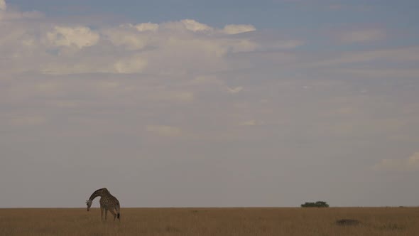 Giraffe on a cloudy day in the savannah