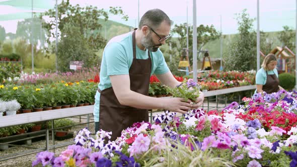 Pensive Bearded Gardener Checking Blossoms of Potted Flower