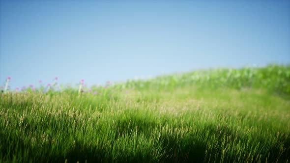 Field of Green Fresh Grass Under Blue Sky