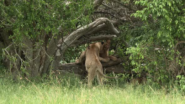 Lion (Panthera leo) juveniles greeting each other on a branch in the shade of a tree,  Maasai Mara,