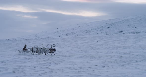 Beautiful View of Group of Reindeers Running Fast