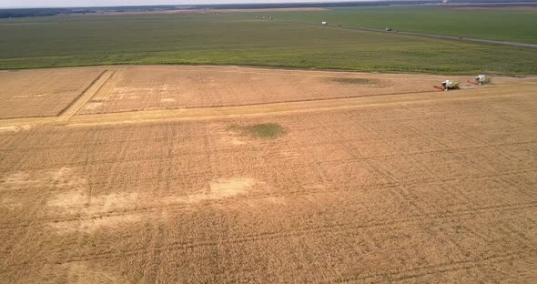 Aerial View Vast Yellow Wheat Field and Combines By Road