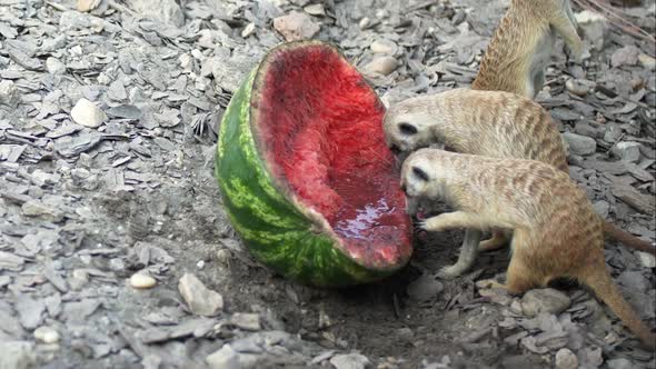 Meerkat eating watermelon a sunny day