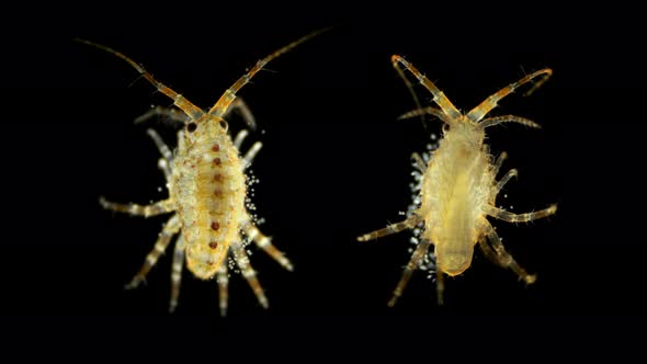 Amphipoda Brandtia (Spinacanthus) Parasitica Under a Microscope. Family Acanthogammaridae, Endemic