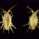Amphipoda Brandtia (Spinacanthus) Parasitica Under a Microscope. Family Acanthogammaridae, Endemic - VideoHive Item for Sale