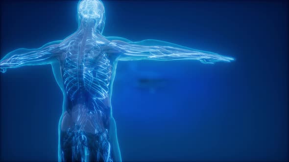 Blood Vessels of Human Body alt