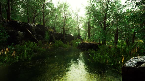 Small Pond in the Forest with Moss Covered Rocks