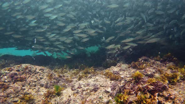 Shoal of Sardines in the Sea. Bohol, Philippines.