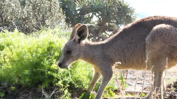A Kangaroos grazing on a coastal a native coastal shrub. Animal behavior video