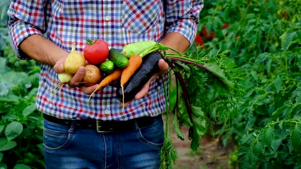 Vegetables in the Hands of a Man in the Garden