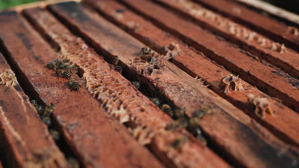 Close Up View of the Opened Hive Body Showing the Frames Populated By Honey Bees. Honey Bees Crawl