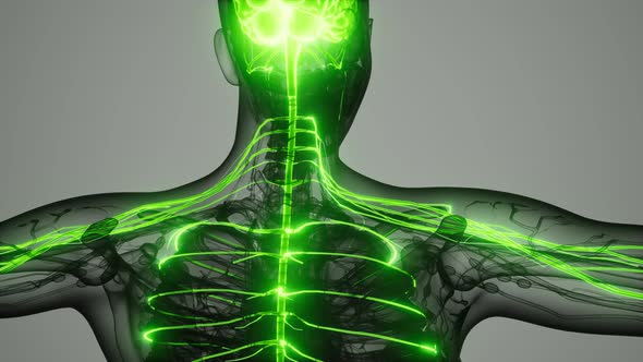 Brain and Nervous System of Human alt