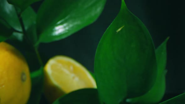 Lemons With Big Green Leaves