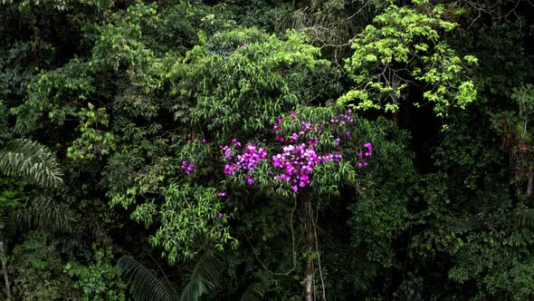 Aerial view of the canopy in a rainforest with beautiful purple colored flowers