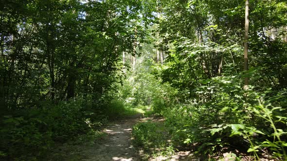 Forest with Trees on a Summer Day Slow Motion