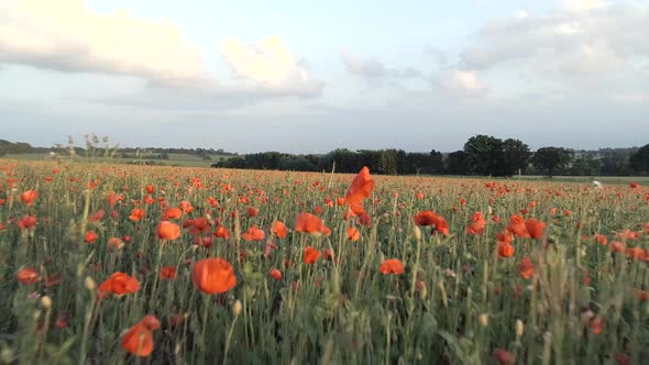 Field Full of Red Poppies in the Summer