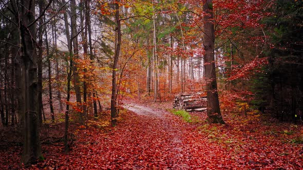 Autumn forest in cloudy day. Country road in forest.