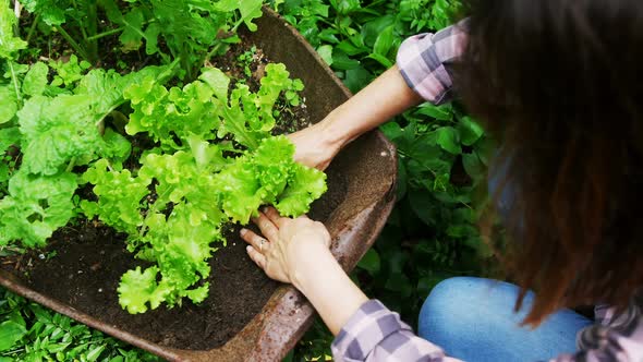 Mature woman planting in the garden