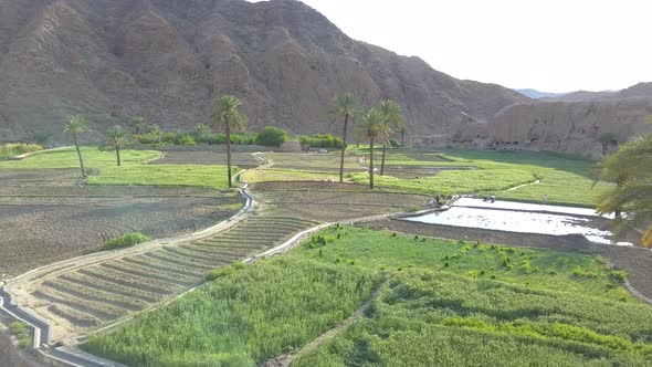 Rice fields among mountains and palm trees.A beautiful and quiet area.A region in the desert with pl