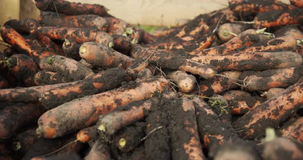 Freshly Plucked Natural Carrots In A Box 