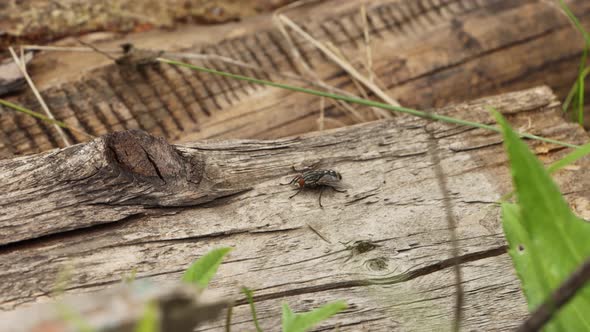 A Fly on a Rough Board.