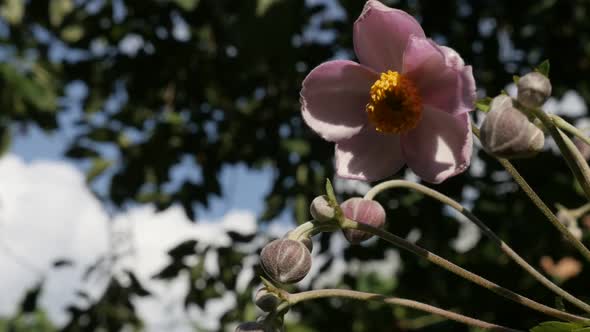 Exotic Japanese anemone hybrida flower slow-mo video