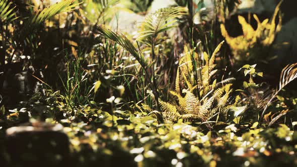 Close Up Jungle Grass and Plants