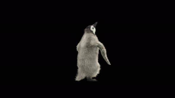 Penguin Dancing 4K