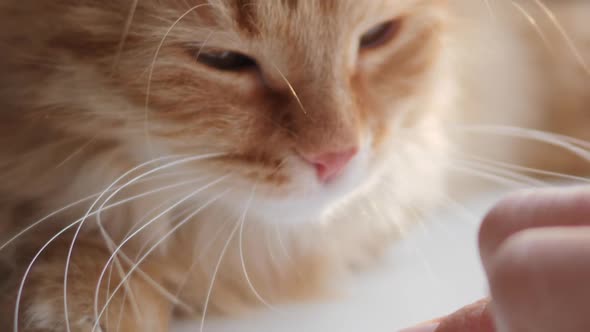 Woman Is Stroking Cute Ginger Cat on Windowsill. Fluffy Pet Purring with Pleasure. Cozy Home.