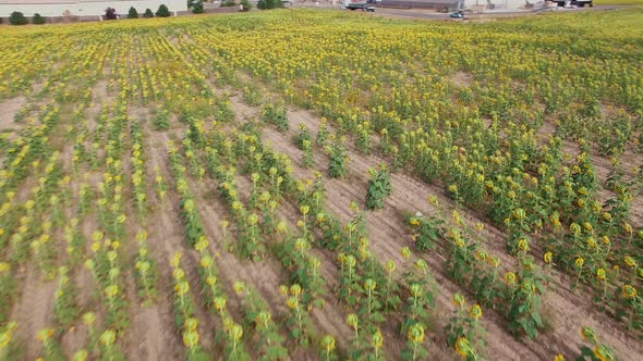 Aerial view of blooming sunflower fields