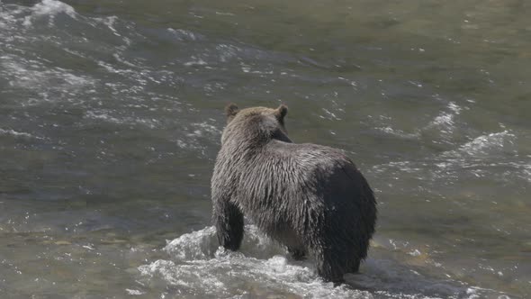 Large Grizzly Bear Looking for Salmon in River